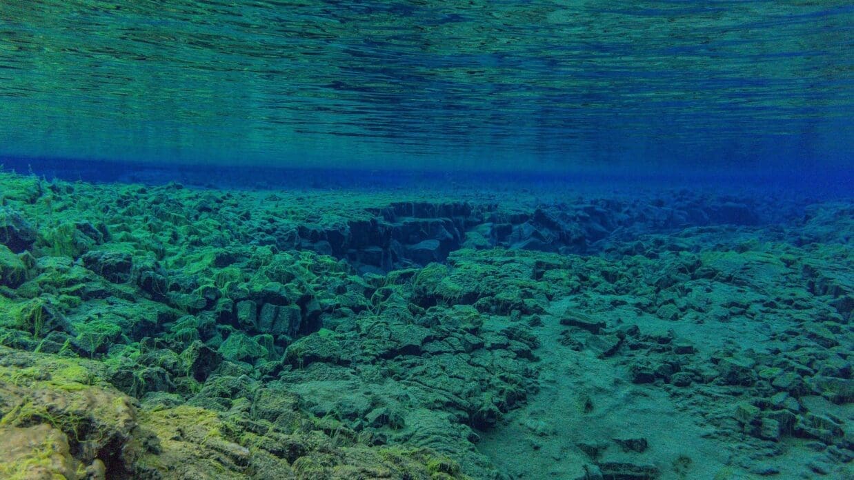 coral reef just below the surface