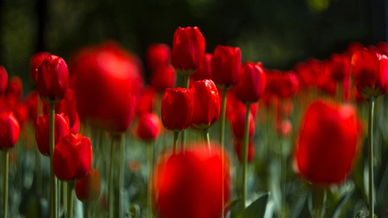 Field of Red Tulips