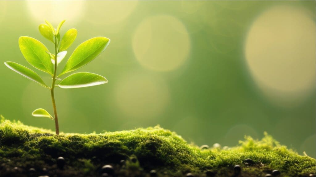 A small green plant doing out of the soil