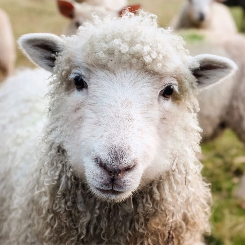 a close up of a sheep's face