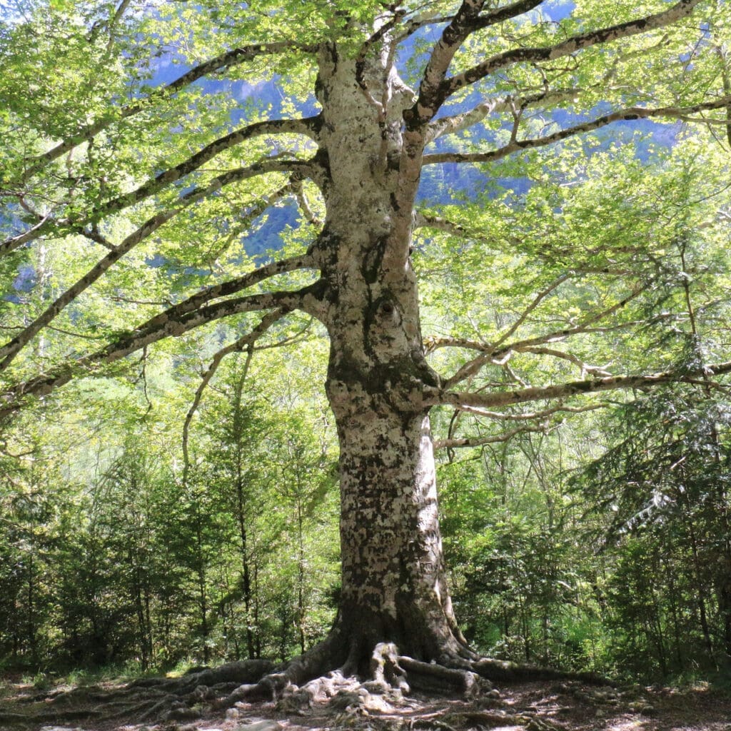 A tree, which is still.