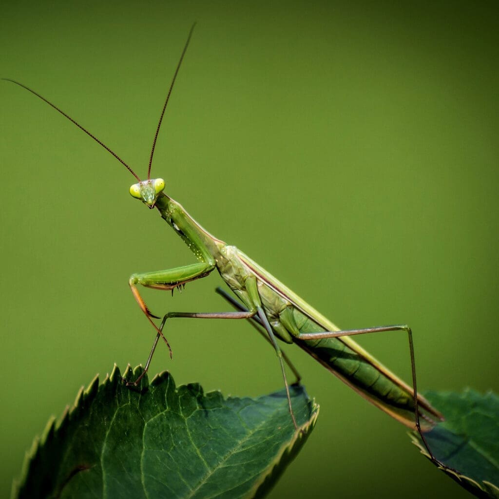 Praying Mantis