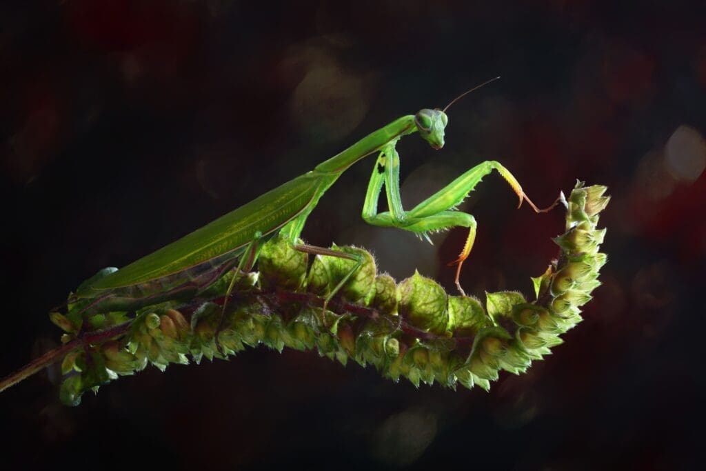 a close up of a praying mantis