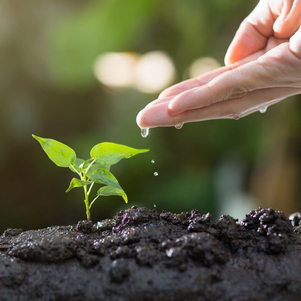 Hand watering a seedling.